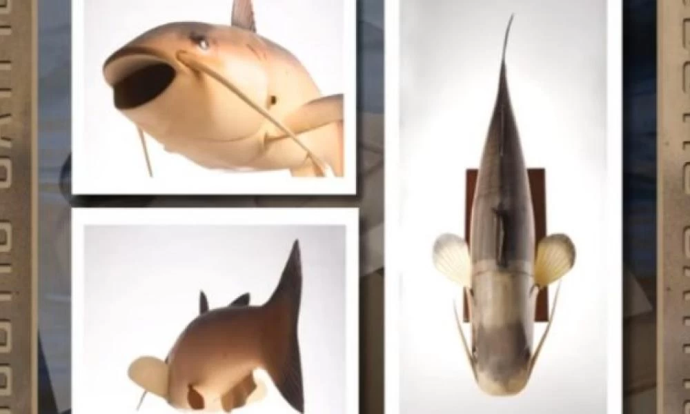 Το τρελό «πείραμα» της CIA: Το γατόψαρο «κατάσκοπος» με την ονομασία Charlie (βίντεο)